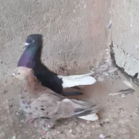 کفتر هفت رنگ دم سفید