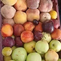 میوه لواشکی فقط کیلویی 50 تومن