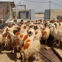 فروش گوسفند داشتی