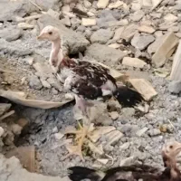 جوجه خروس لاری