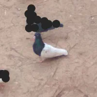 دو عدد کله سیاه ماده