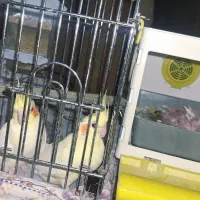 عروس‌هلندی‌جفت‌باجوجه