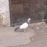 کفتر گم کردم جوجه