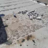سلام دوستان عزیز فروش کفتر رنگی زدخوردی