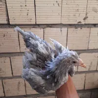 نیمچه گلین فول کیفیت