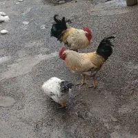 فروش دوعدد خروس یکساله دانه ای دومیلیون ودویست