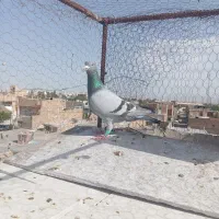کفتر|پرنده|سبزوار, جهاد کشاورزی|دیوار
