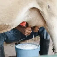 لبنیات