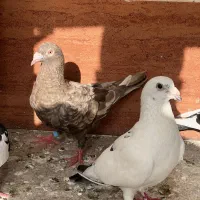 کبوتر دم سیاه سار ماده