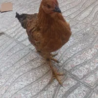 مرغ 5ماهه