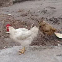 مرغ و خروس بصورت یکجا