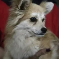 سگ پامر