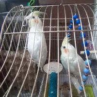 جوجه عروس هلندی