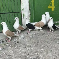 کبوتر کلکسیونی