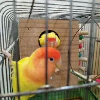صوتی رنگ خاص عروس پاریسه ماده