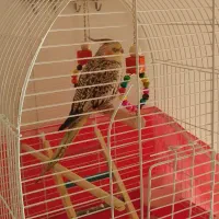 فروش عروس هلندی