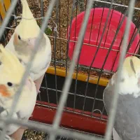 عروس هلندی