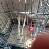 قفس بزرگ کاسکو و۰۰۰
