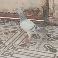 سبز