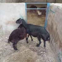 میش و بره