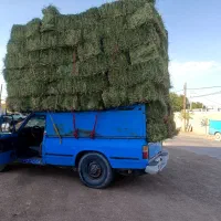 خریدو فروش یونجه باقیمت مناسب کبودرآهنگ رزن