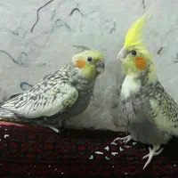 جوجه عروس هلندی