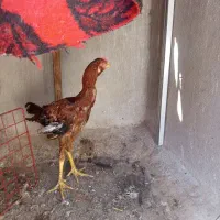 ۲ عذذ خروس