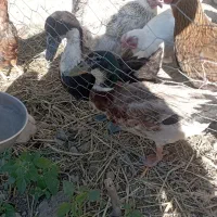 اردک نر و ماده روانسر
