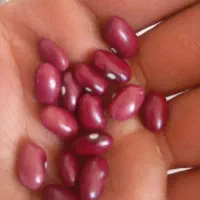 لوبیا قرمز