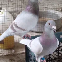 فروش ۲جفت کفترخوب به شرط پرش وتخم وجوجه