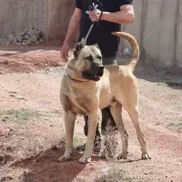 سگ سرابی