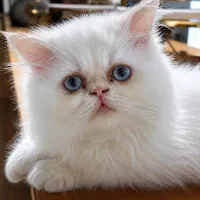 گربه اصفهان