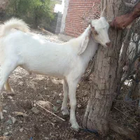 کهره چپشت چاق
