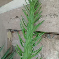 تعدادی قلمه رایگان