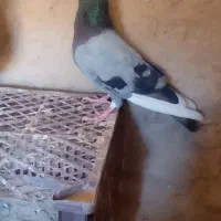 کفتر