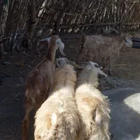 کهره چپش گیسه