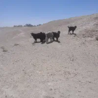 کعره‌وبره