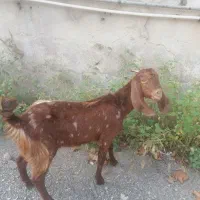 بز غاله ماده