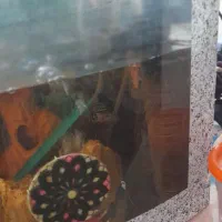 آکواریوم شیشه خم بزرگ