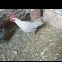 مرغ و خروس
