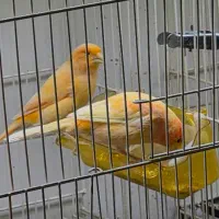 ماده قناری اماده