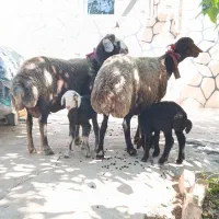یه جفت میش وبره جوان.اصل جنس.بره ها روغنی.درجه ۱