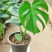 برگ انجیری مونسترا مناسب اپارتمان و مکان اداری