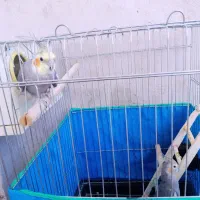 عروس هلندی