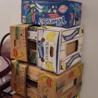 کارتن موز