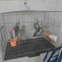 عروس و مرغ عشق