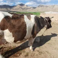 گاو|حیوانات مزرعه|کوهنانی, |دیوار