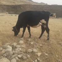 شنگول اولین شکم سه ماه آبستن شهرستان لالی