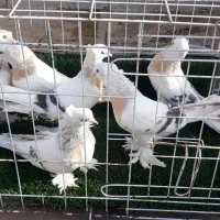 کبوترهای ترکیه ای وارداتی و کمیاب