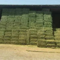 پرس یونجه درجه یک ساق نازک و پرگل و برگ